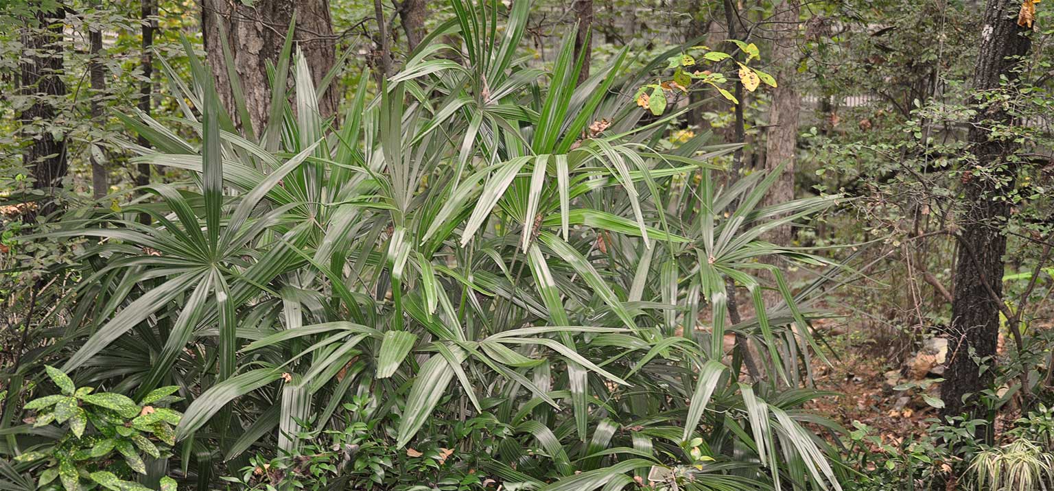 Shade Garden